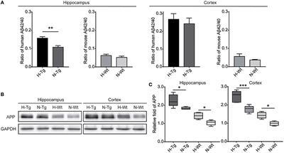 Impacts of Acute Hypoxia on Alzheimer's Disease-Like Pathologies in APPswe/PS1dE9 Mice and Their Wild Type Littermates